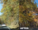 fallcolors-before-and-after